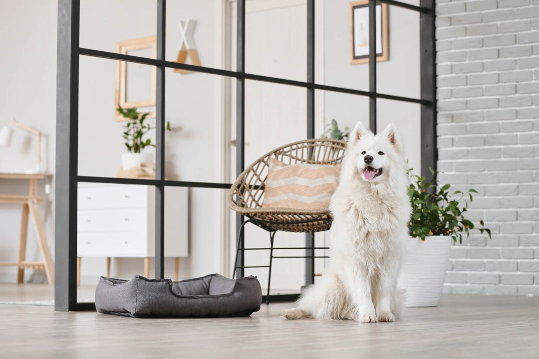 How to Choose Furniture That Can Withstand Pet Claws and Fur